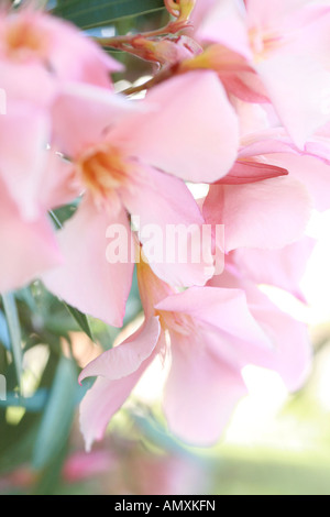 Close-up di fiori di oleandro Foto Stock