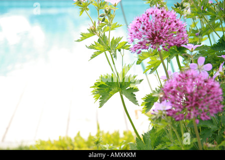 Close-up di fiori di erba cipollina Foto Stock