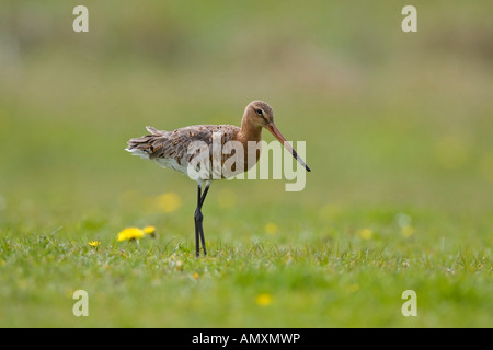 Close-up di nero-tailed Godwit (Limosa limosa) bird nel campo Foto Stock