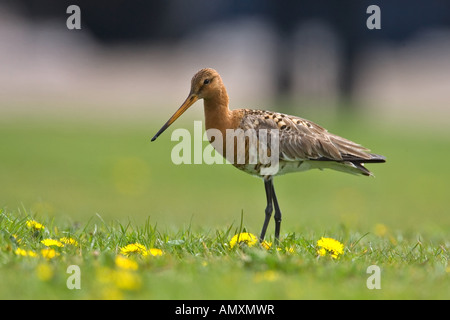 Close-up di nero-tailed Godwit (Limosa limosa) bird nel campo Foto Stock