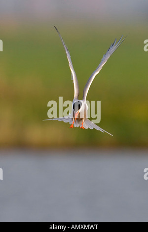 Tern comune (Sterna hirundo) in volo Foto Stock