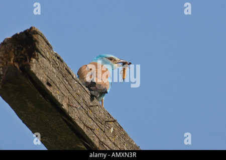 Basso angolo vista del rullo europea (Coracias garrulus) bird appollaiate sul tetto con la preda nel becco Foto Stock