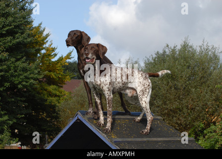 Due tedesche Shorthaired puntatori in piedi sul tetto della casa del cane Foto Stock