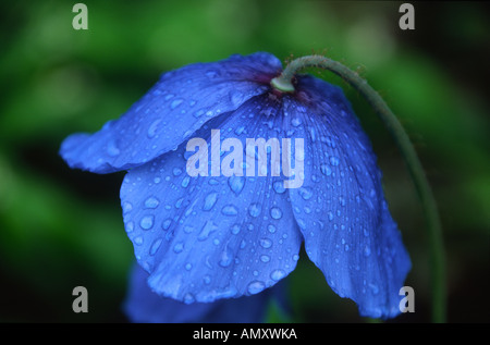 L'Himalayan poppy sotto la pioggia Foto Stock