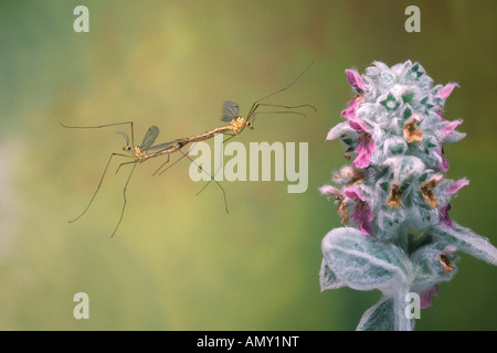 Close-up di gru fly fiore impollinatori Foto Stock