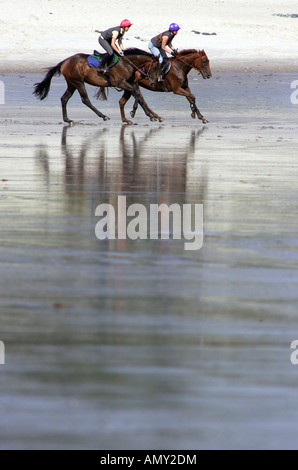 Piloti del cavallino sulla riva del fiume Elba, Amburgo, Germania Foto Stock
