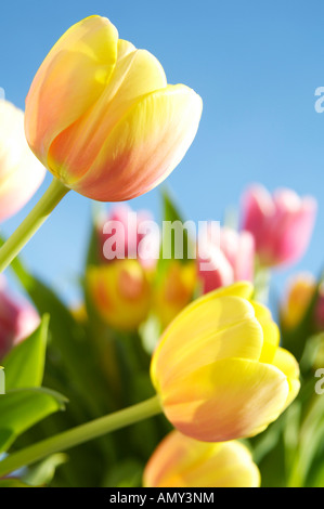 Close-up di bouquet di fiori Foto Stock