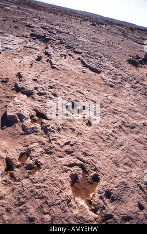 Fossilizzato tracce di dinosauri vicino a Tuba City Arizona USA Foto Stock