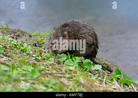 Acqua vole Arvicola terrestris in cerca di cibo sulla riva del torrente Essex WaterVole aprile7606 Foto Stock