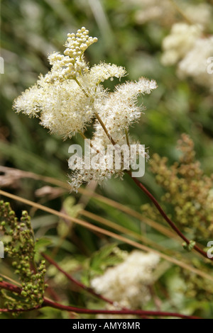 Meadowsweet, Filipendula ulmaria, Rosaceae Foto Stock