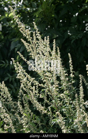 Artemisia o comuni o assenzio, Artemisia vulgaris, Asteraceae (Compositae) Foto Stock