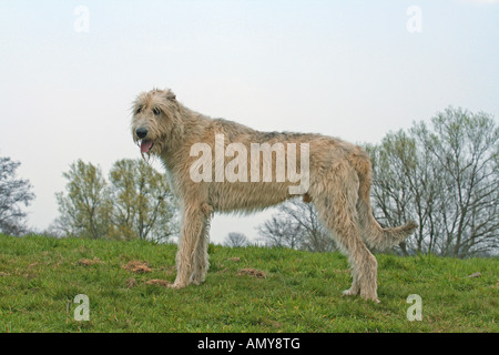 Irish Wolfhound - in piedi sul prato Foto Stock