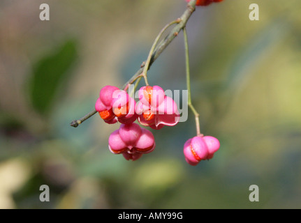 Frutto dell'albero mandrino, Euonymus europaeus, Celastraceae Foto Stock