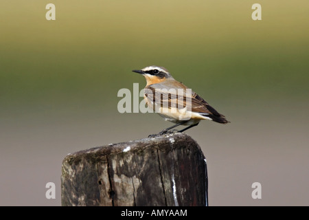 Steinschmätzer,, Oenanthe oenanthe, singvogel, Songbird Foto Stock