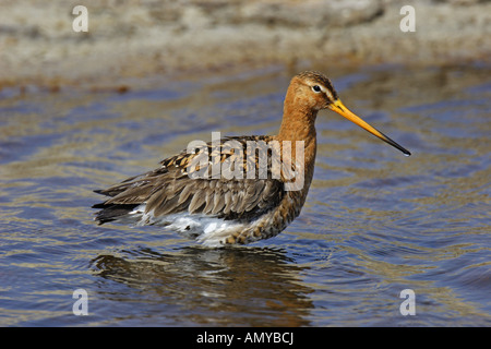 Uferschnepfe, limosa, Limosa, nero, croci, godwit, godwits, Limosa, Scolopacidae Foto Stock