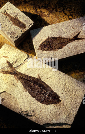 Pesci fossili Foto Stock