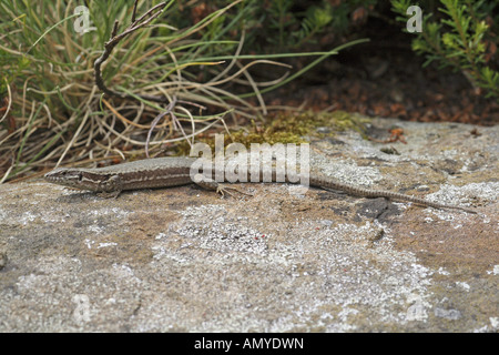 Parete comune lizard in rock / Podarcis muralis Foto Stock