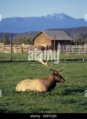 Un grande bull elk si trova in un pascolo su una farm di elk alce sono allevati per la loro palchi pelli e carne Foto Stock