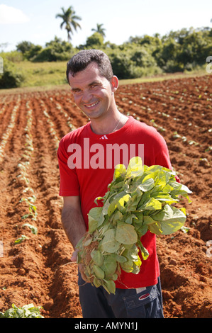 Uomo con germogli di tabacco in procinto di essere piantato in agriturismo vicino a Vinales, Cuba. Foto Stock