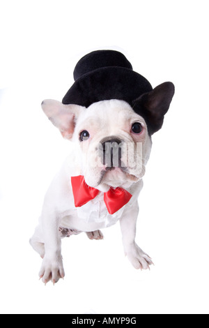 Bianco e nero formale bulldog francese cucciolo in top hat e red bow tie isolato su bianco Foto Stock