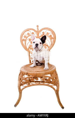Bulldog francese cucciolo in vintage sedia di vimini che indossa un maglione isolato su bianco Foto Stock