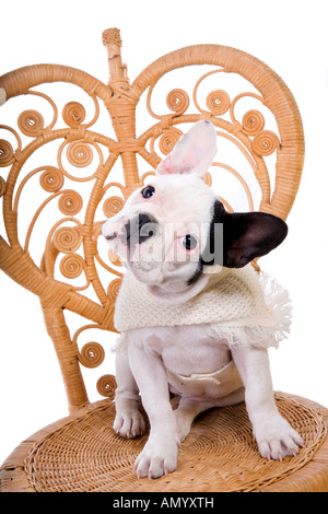Bulldog francese cucciolo in vintage sedia di vimini che indossa un maglione isolato su bianco Foto Stock