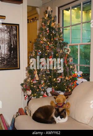 Scena di natale nella vecchia casa Hawaiiana con gatto sul divano vicino al giocattolo peloso renna e decorate luminosamente albero di Natale dietro Foto Stock