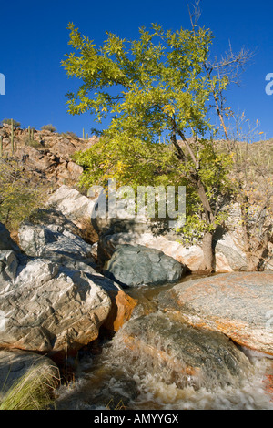 Creek presso il fondo del Tanque Verde Canyon Reddington Pass Tucson in Arizona Foto Stock