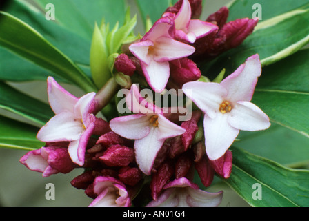 Daphne odora Aureomarginata "", fragranti fiori di colore rosa, pianta di giardino, variegata foglia, daphnes fogliame Foto Stock