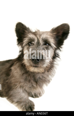 Grigio a Skye Terrier cucciolo su sfondo bianco Foto Stock