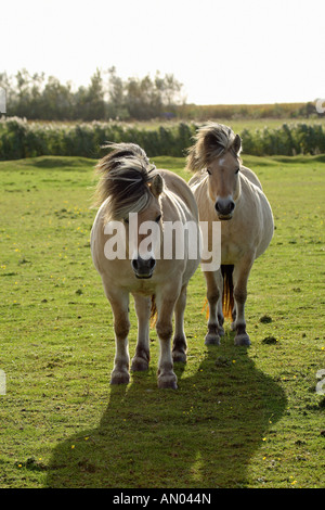 Due Fiordi Norvegesi cavalli - in piedi sul prato Foto Stock