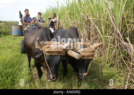 Buoi tirando i lavoratori su un carrello sulla piantagione di zucchero a Manuel Sanguilly, Pinar Provincia, Cuba. Foto Stock