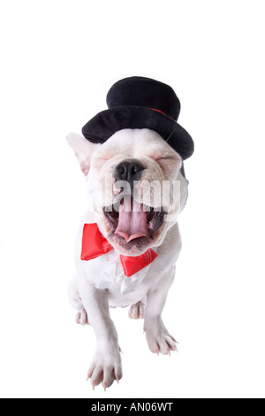 Bianco e nero formale bulldog francese cucciolo in top hat e red bow tie con bocca aperta isolata su bianco Foto Stock