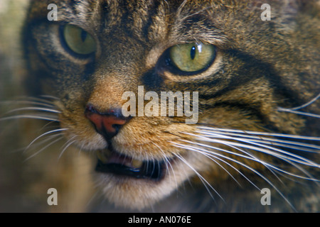 Scottish Wildcat Felis silvestris Grampia Foto Stock