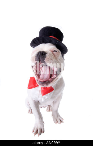 Bianco e nero formale bulldog francese cucciolo in top hat e red bow tie con bocca aperta isolata su bianco Foto Stock