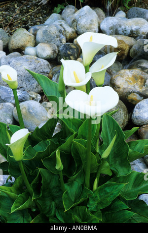 Ciottoli, stagno, Zantedeschia aethiopica 'Crowborough', acqua giardino, piante, zantedeschias Foto Stock