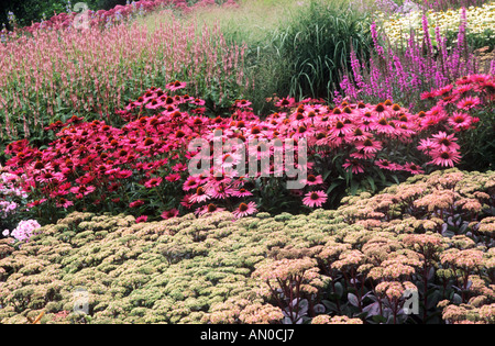 Pensthorpe Millennium Giardino Norfolk Sedum 'Matrona' Echinacea purpureum 'Rubinstern' erbe drift prairie piantagione Agosto Foto Stock