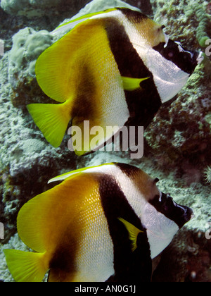 Maldive Underwater coppia mascherata di Bannerfish Heniochus monoceros Foto Stock