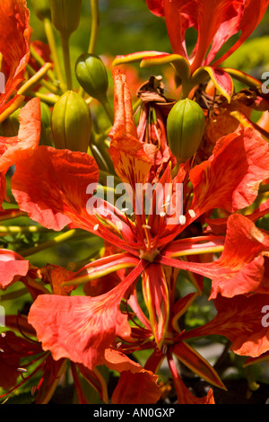 Maldive atollo di Addu Gan fiori e boccioli di Royal Ponciana Flame Tree Delonix regia Foto Stock