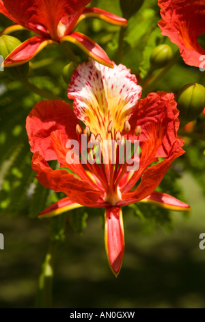 Maldive atollo di Addu Gan stame del Royal Ponciana Flame Tree Delonix regia Foto Stock