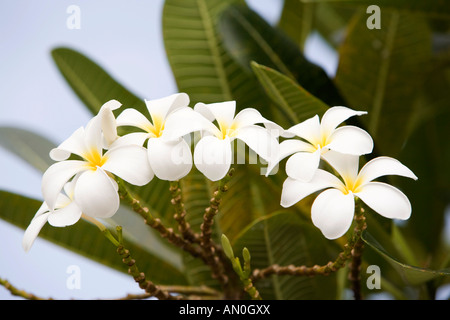 Maldive atollo di Addu Gan profumati fiori di frangipani bianco Plumeria Alba Foto Stock