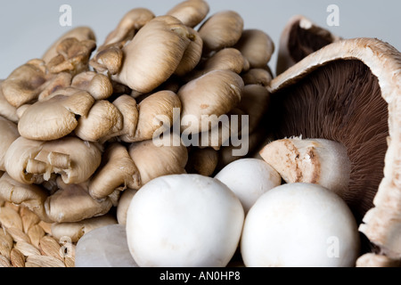 Squamosa pulsante di legno e funghi Oyster funghi commestibili trovati nel selvaggio in Svezia Foto Stock