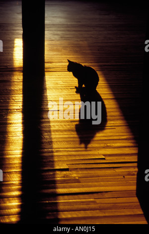 Silhouette di un gatto seduto sul pavimento in legno presso il monastero buddista Nuaung Shwe dello Stato di Shan MYANMAR Birmania Foto Stock