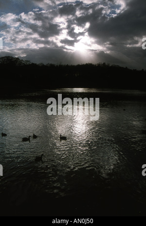 Anatre sulle sponde di un lago in silhouette Foto Stock