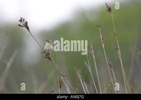 Zitting cisticola Cisticola juncidis sul Giunco Vicino Aléria in Corsica Francia Foto Stock