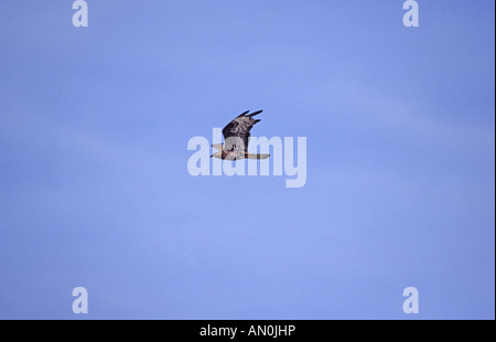 Unione falco pecchiaiolo Pernis apivorus in volo Camargue Francia Foto Stock