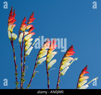 Petardo vigna (Ipomoea lobata) Foto Stock