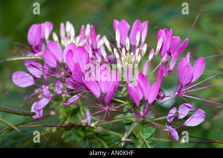 Fiore di ragno (Cleome hassleriana) Foto Stock