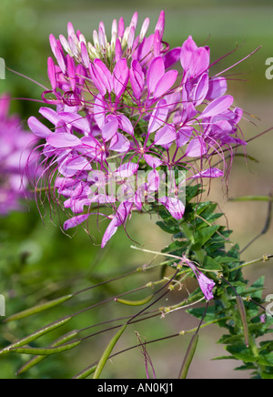 Fiore di ragno (Cleome hassleriana) Foto Stock