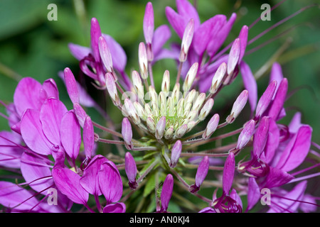 Fiore di ragno (Cleome hassleriana) Foto Stock